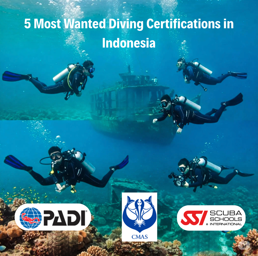 5 Sertifikasi Diving Paling Dicari di Indonesia